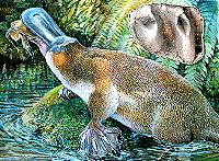 Giant platypus