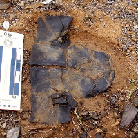 Fossil turtle bones