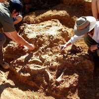 Excavating Diprotodon